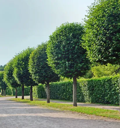 Zdravje in varnost dreves, arboristika Dolenjska