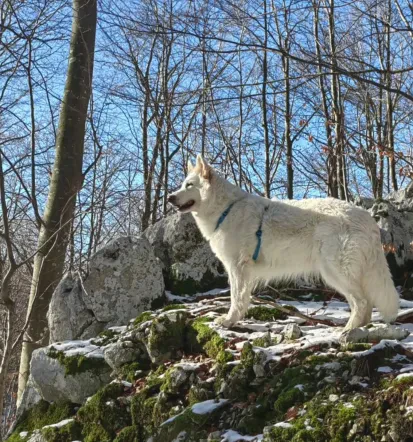Spletna prodaja pasje opreme Slovenija