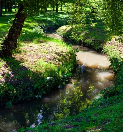 Svetovanje pri izbiri dreves za urbano okolje