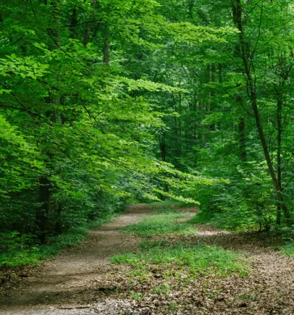 Arboristika v urbanih območjih Dolenjska