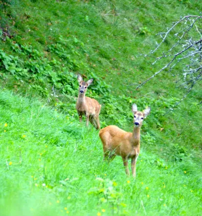 Ugoden apartma Cerkno