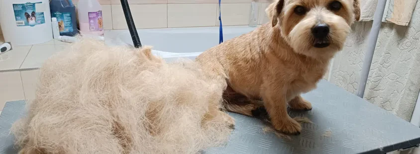 Najboljši pasji salon Šentjur, Savinjska