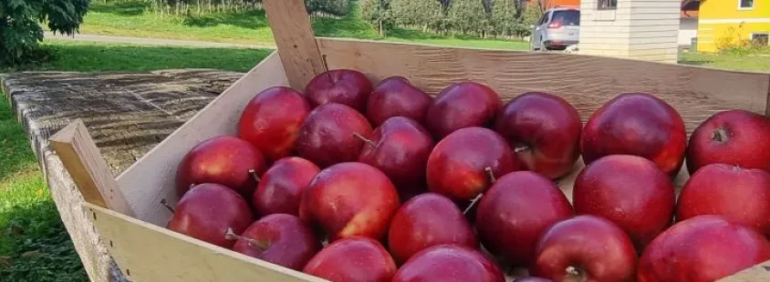 Domači jabolčni sok Podravska