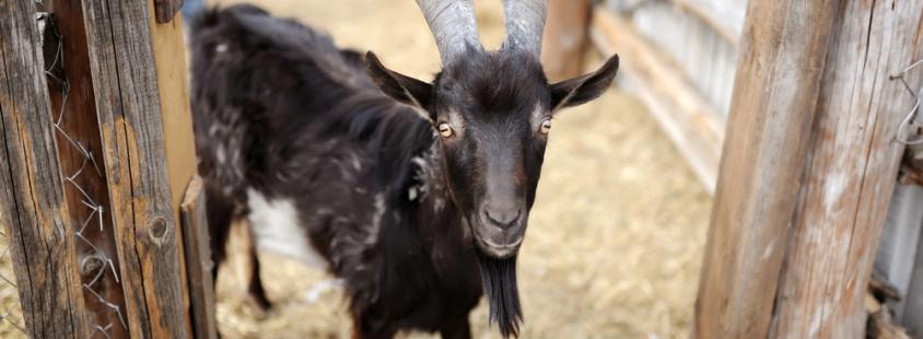 Premiks antioksidanti za krmila Slovenija