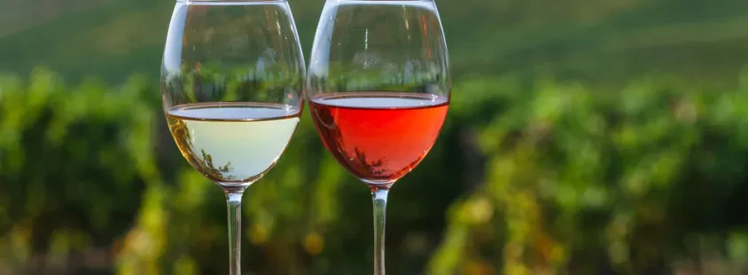 Vrhunsko belo in rdeče vino Primorska