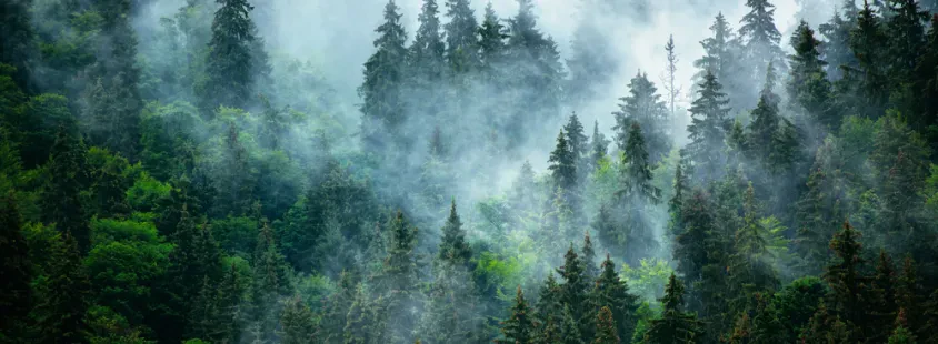 Arboristika, sečnja in vzdrževanje dreves Osrednja Slovenja