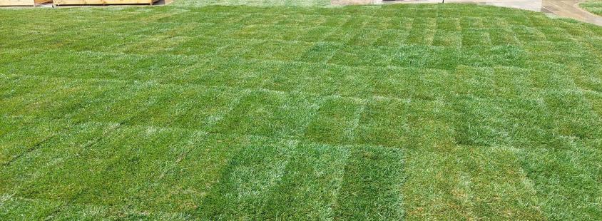 Prodaja in polaganje travnega tepiha Prekmurje