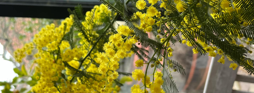 Rezano cvetje Osrednja Slovenija