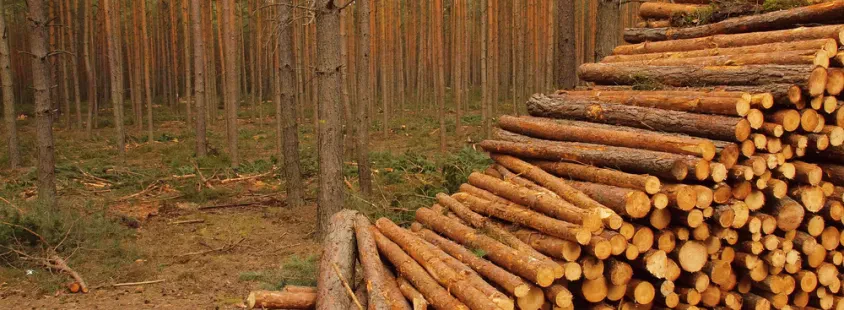 Kvalitetna sečnja in spravilo lesa Koroška