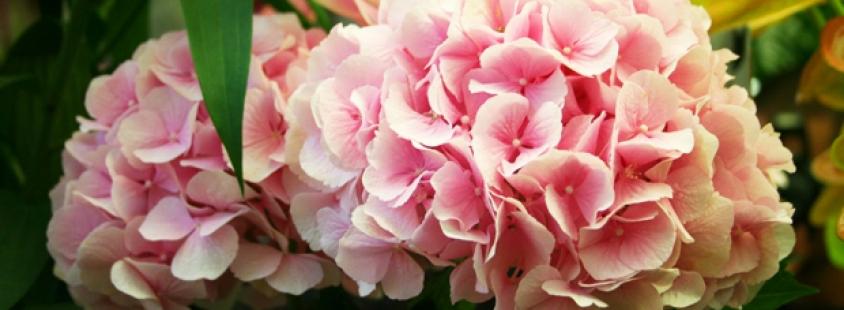 Cvetličarna Kranj z okolico