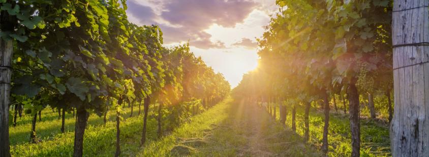 Dobra buteljčna vina Bizeljsko