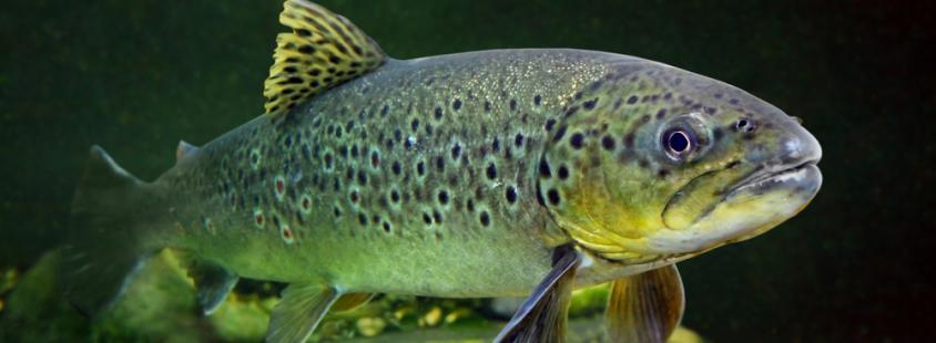 Ogled ribogojnice Ravne na Koroškem