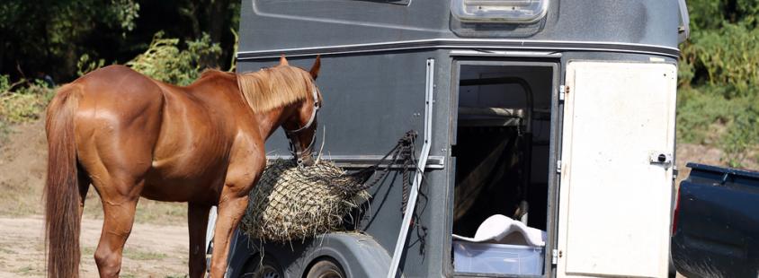 Ugoden prevoz športnih konjev v tujino Savinjska, Slovenija