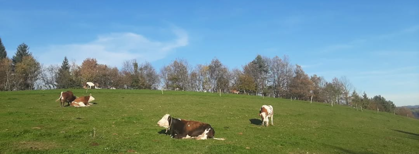 Praznovanje rojstnega dne na kmetiji Ljubljana