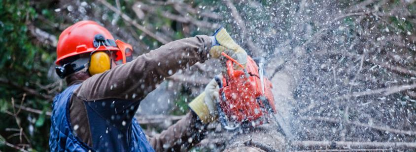 Podiranje dreves v urbanem okolju Osrednja Slovenija