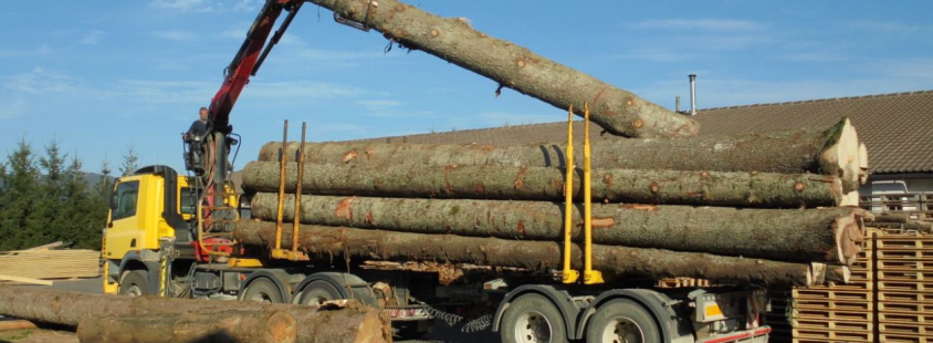 Odkup hlodovine in prodaja rezanega lesa Knežak, Primorska