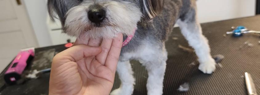 Pasji in mačji salon Vrhnika z okolico, Osrednja Slovenija