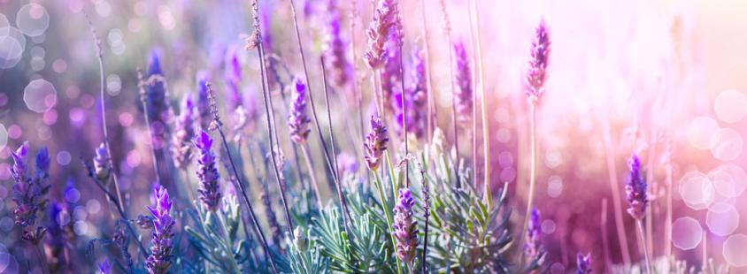 Radiestezija oz. merjenje sevanja Slovenija