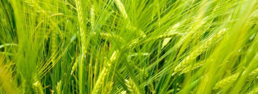 Agrarna skupnost Gorenjska