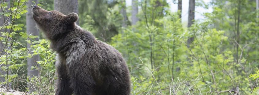 Bear watching Notranjska