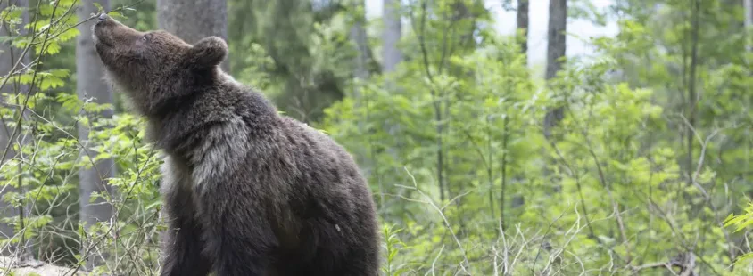 Bear watching Notranjska