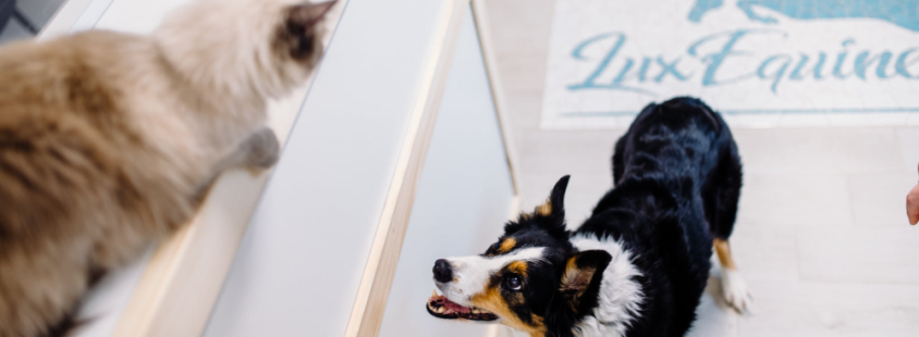 Dežurna veterina za konje Osrednja Slovenija, Goriška