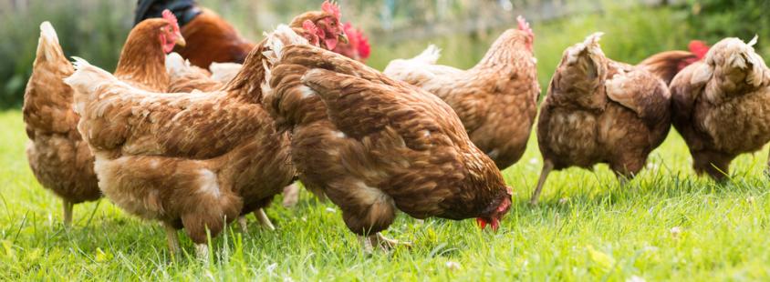Kakovostna krmila za živino Pomurje, Slovenija