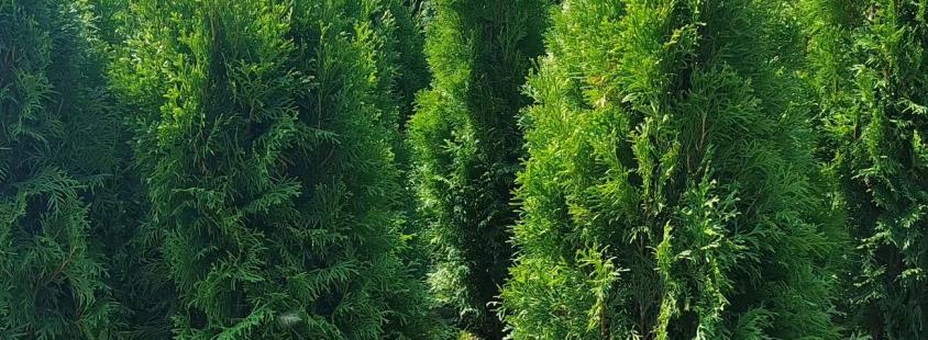 Žive meje, lovorikovec, tisa in thuja brabant