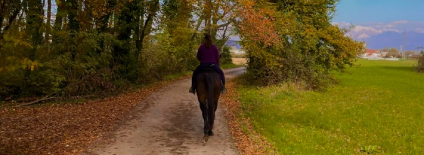 Fizioterapija konj in jahalna šola Ljubljana