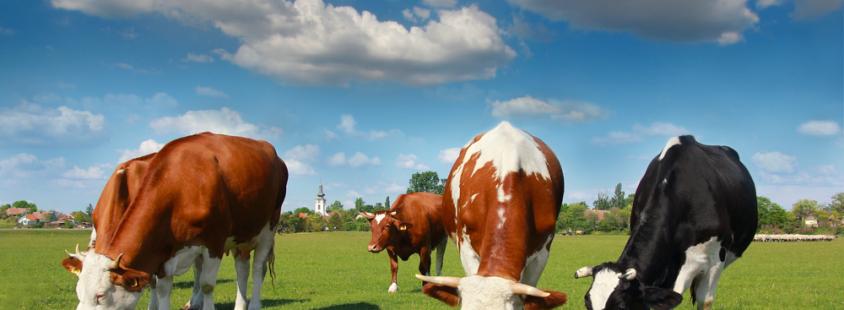 Prehrana za govedo in prašiče Slovenija