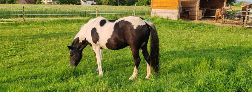 Fizioterapija konj Ljubljana