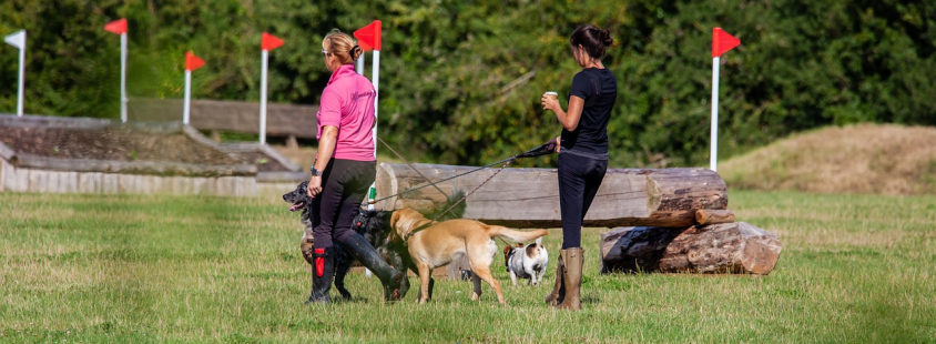Prevzgoja psov Podravska
