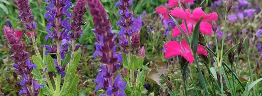 Sadno drevje in trajnice Osrednja Slovenija 