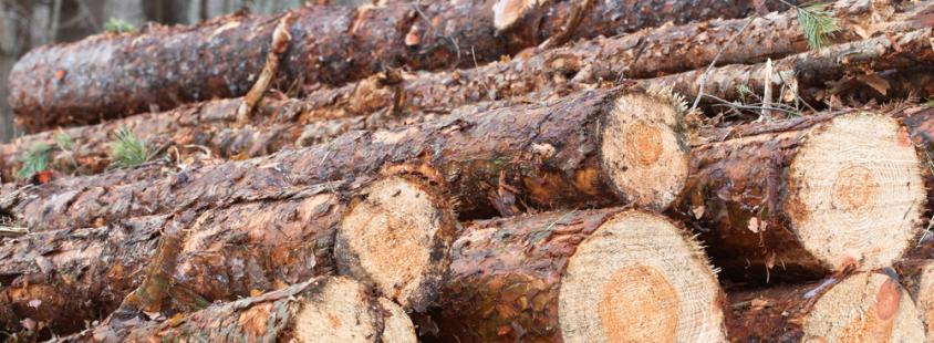 Sečnja in spravilo lesa Pomurje