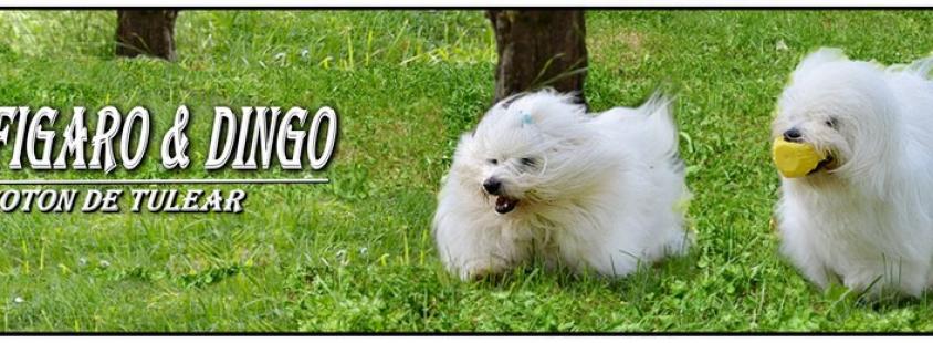 Mladiči z rodovnikom Coton de Tulear