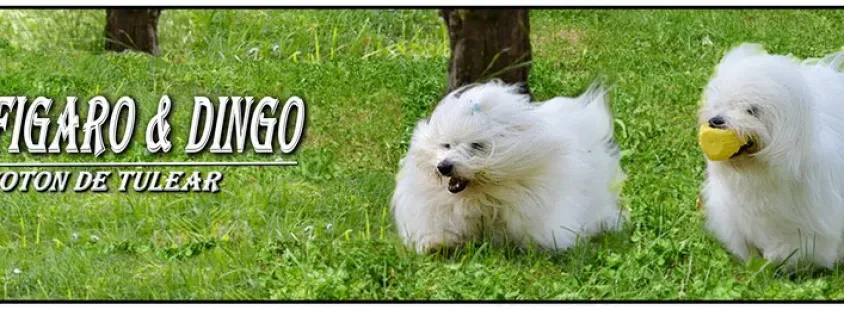 Mladiči z rodovnikom Coton de Tulear