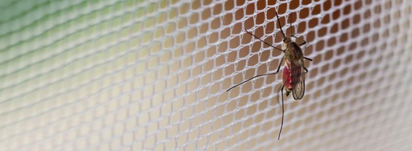 Montaža plise komarnikov Ljubljana