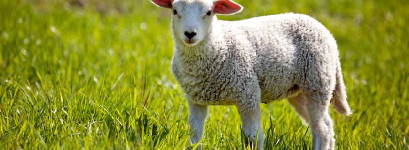 Striženje ovac Šmarješke Toplice