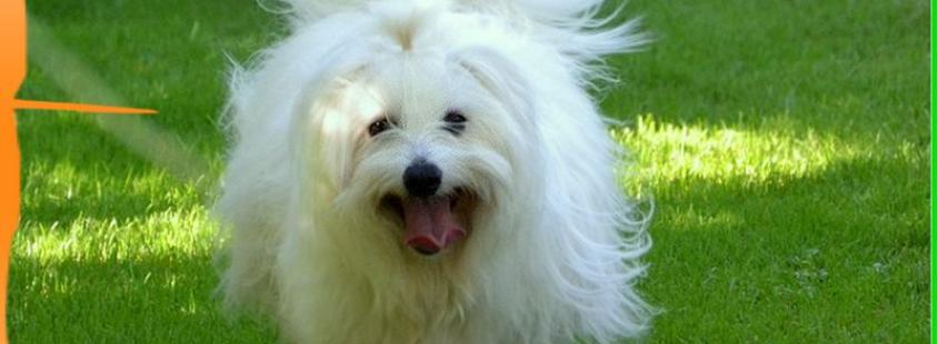 Coton de Tulear vzreditelji