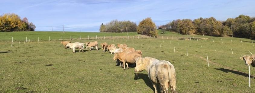 Sveže goveje meso Goričko, Pomurje
