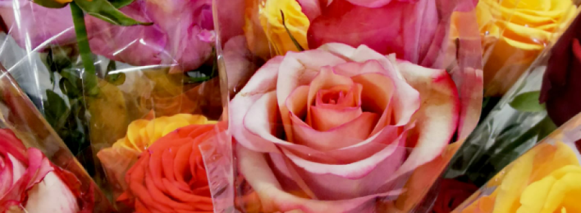 Dobra vrtnarija Savinjska