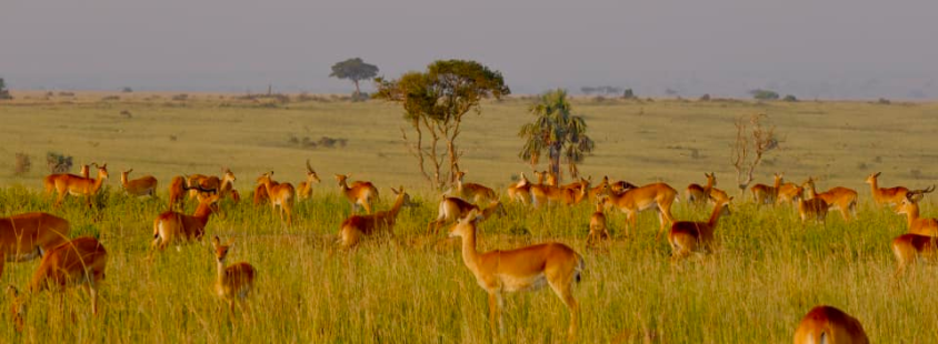 Potovanja v Kenijo, Namibijo, Madagascar, Indijo