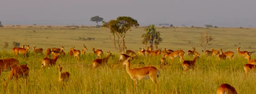 Potovanja v Kenijo, Namibijo, Madagascar, Indijo