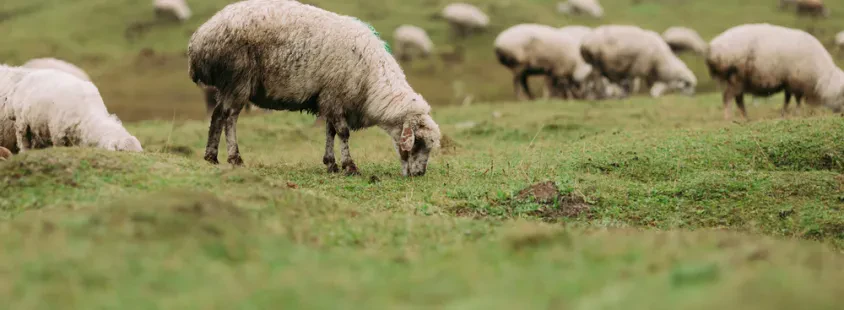 Šišanje ovaca Hrvatska