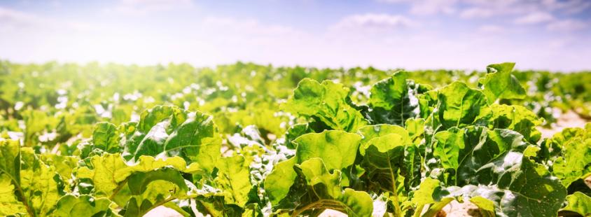 Prodaja gnojil Slovenija