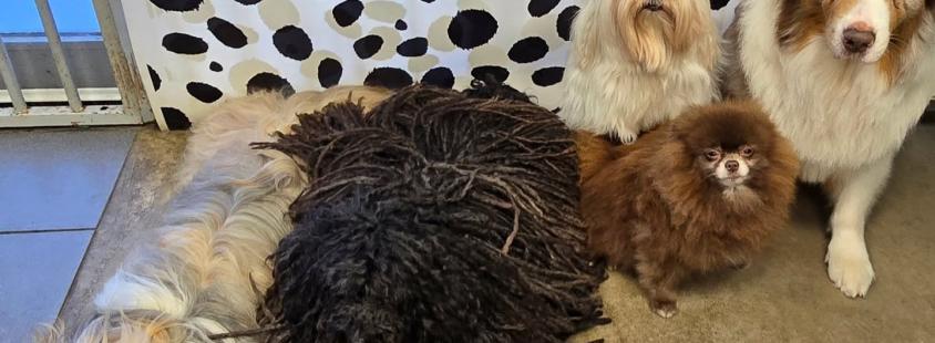 Pasji salon v Ljubljani