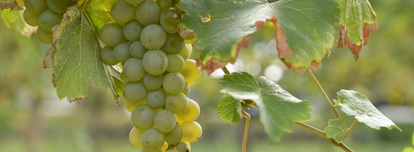 Degustacije vin Vipava