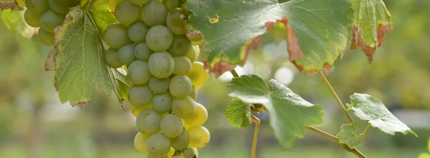 Degustacije vin Vipava