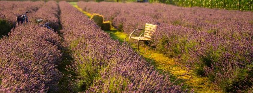 Pridelava sivke Pomurje