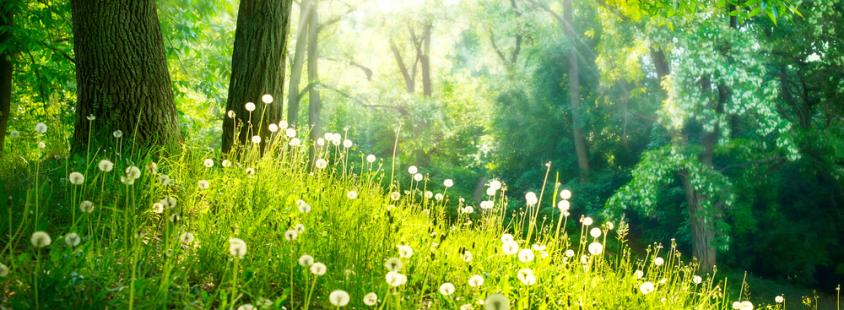 Frekvenčne terapije za ljudi Cerklje na Gorenjskem, Slovenija